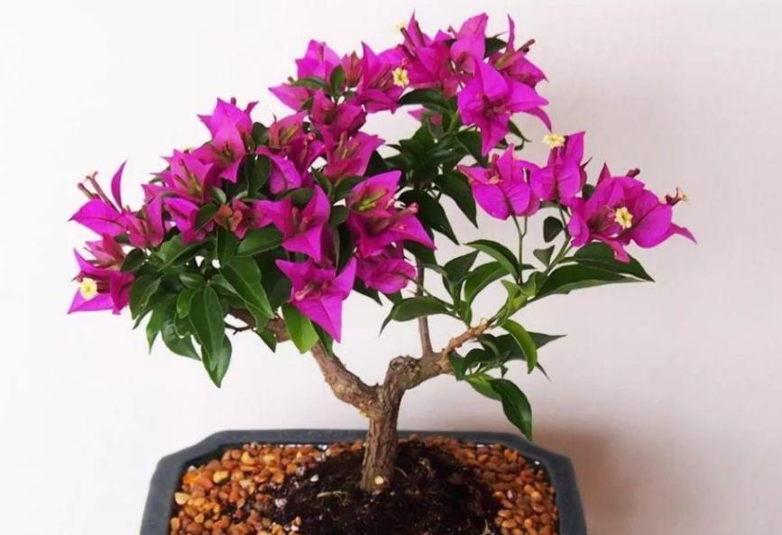 营养物质|摘掉残花后,三角梅迟迟不发新芽,是哪里出问题了?难在此3处