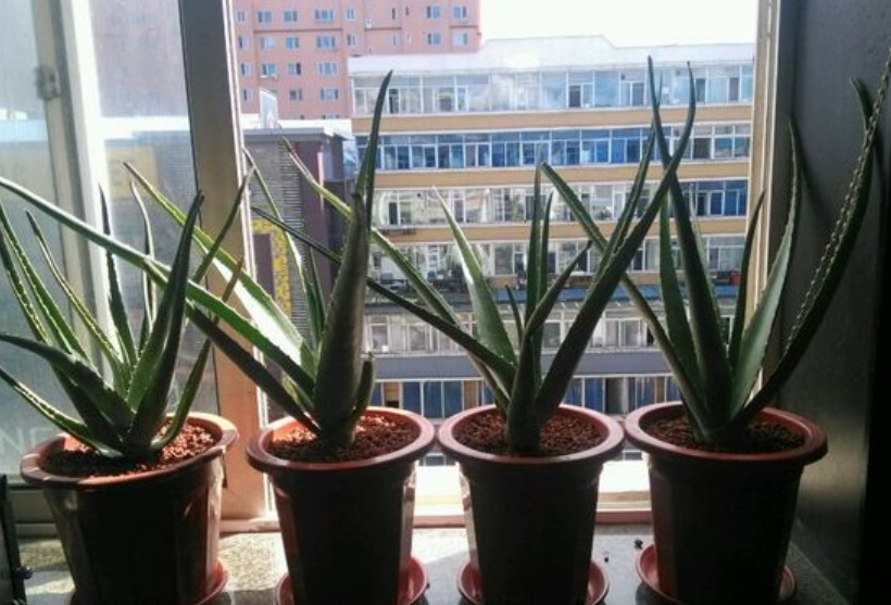 养花最容易犯的“5个错”,只要不改正,养一盆死一盆,赶紧调整