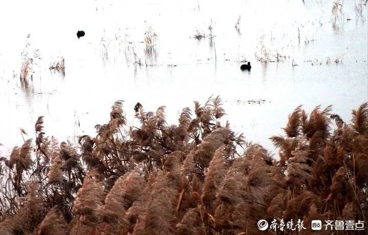 芦花|野鸡野鸭白鹭天堂，芦花飞舞的青岛大沽河湿地美如国画