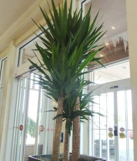 客厅养一盆“荷兰铁”，不仅风格特殊，还很好养护，最适合懒人了