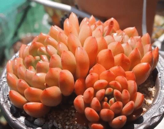 多肉植物颜色不红,怎么办?教你2招,叶子变得肉嘟嘟,鲜艳发亮