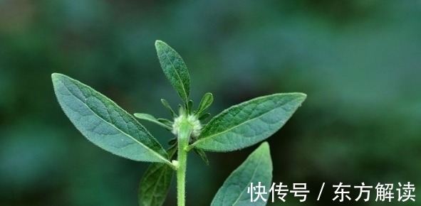 皮肤瘙痒|此野草，嚼2片叶子可治牙痛，人称“癞头草”，可别拿去喂猪了