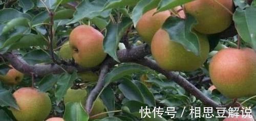 豌豆苗|人到中年,坚持吃3种食物,补血益气,延缓衰老,改善皮肤