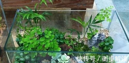 除了花盆之外,这些东西也是绝佳的养花神器,你用过吗?