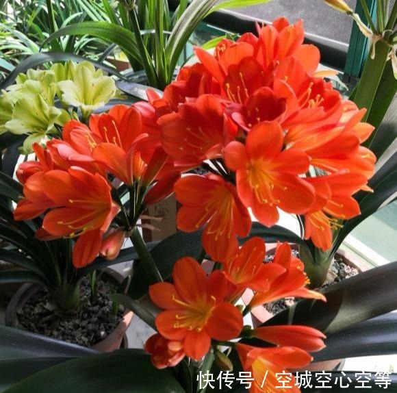 君子兰依赖“2种水”,半月浇一次,叶片四季肥厚,开花多不夹箭