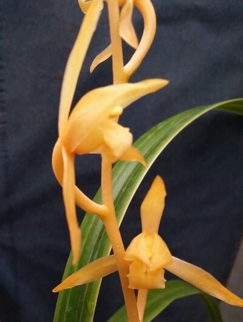 金黄|花叶俱赏的兰花,花色金黄,香味扑鼻,叶片线艺明显,值得入手