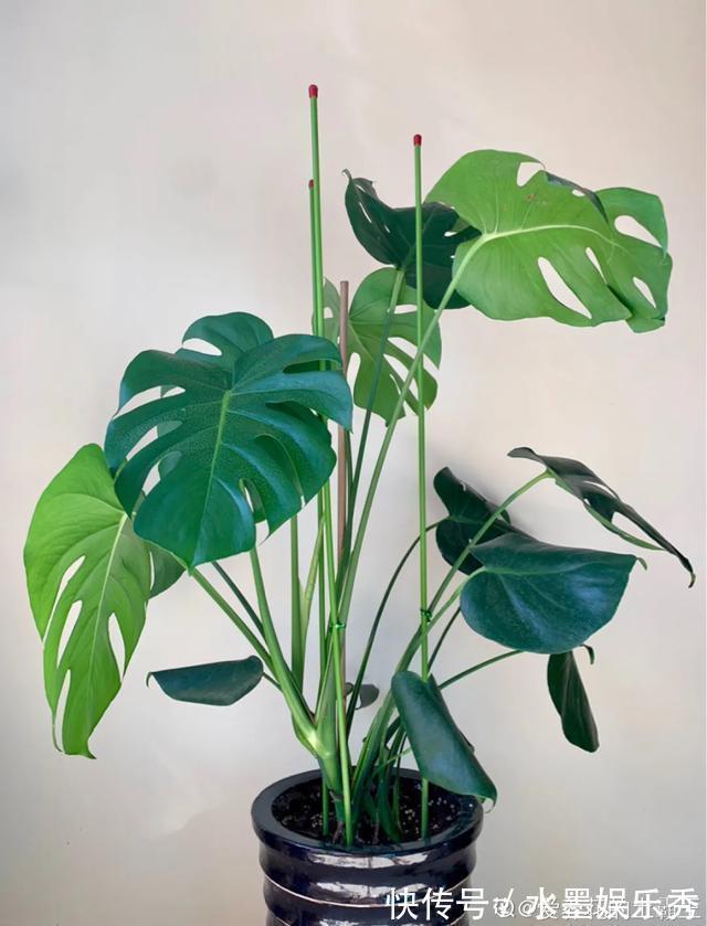 6种杀菌花,杀菌去异味,家里空气更干净!