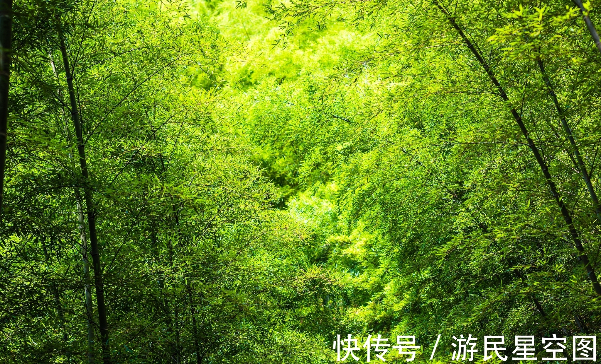 薛涛#秋竹美诗七首:直节亭亭易见心,舞闲阶碎影筛金