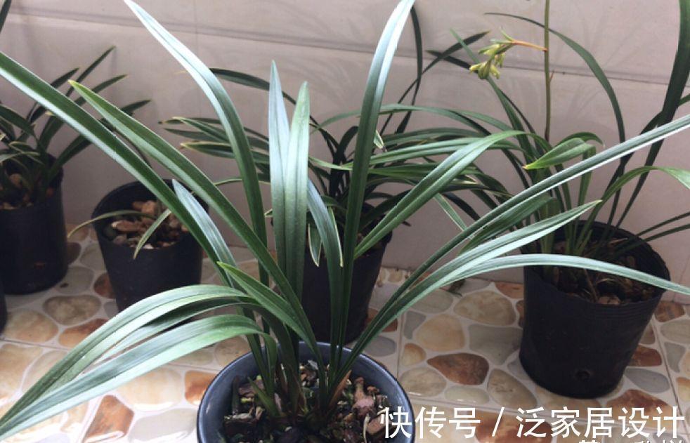 花盆|兰花不能乱浇水,浇得越多,死得越快