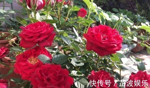 有机肥|花肥不用多,一种就足够,花不了几块钱,养啥花旺啥花