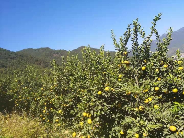 浙江|柚子皮、橙子心，一个水果吃出两种口味，你知道它是哪款网红水果？