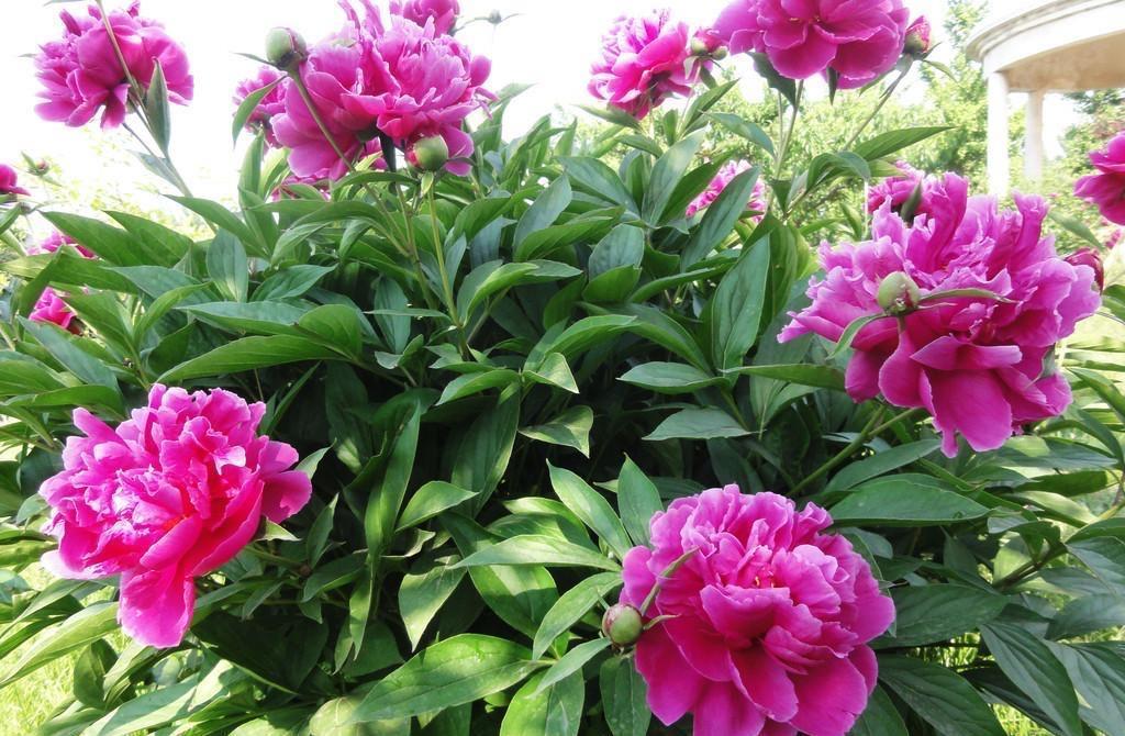 大花|花朵碗口大,喜欢看大花的别错过