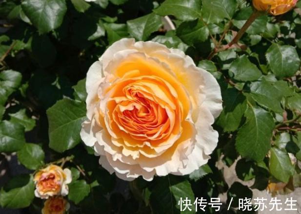 日晒|入秋月季不开花,从这三方面入手,开花一茬接一茬,花量大还抗病