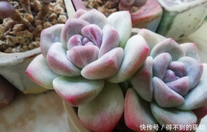 养多肉的心情说不清,都在照片里了