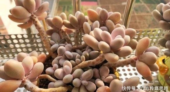 关于多肉度夏，只要我们做好2点，温度再高也不怕，度夏很容易