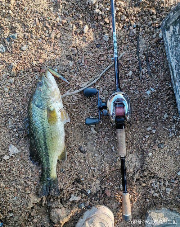 小知识|珠江水浅,有人钓起一大堆“假鱼”,价值千元