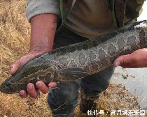 黑鱼是“孝鱼”？关于黑鱼，你需要了解的一些事实！