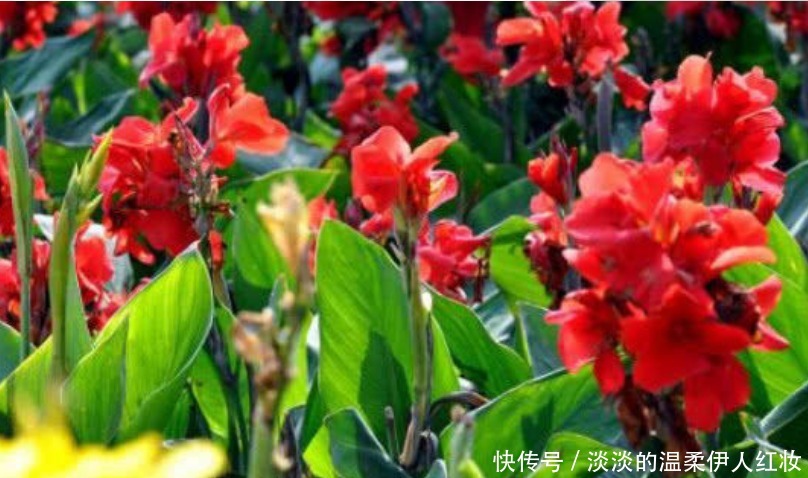 夏天最适合养4种花,花朵硕大、花香四溢飘满屋,美爆了