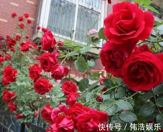 蓝妖|月季花杜鹃花栀子花总是养不活教你一招,连开3个月!