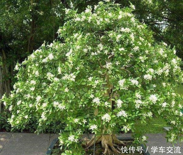 金雀花|这3种树，越养越“贵气”，养上5年就成老桩树，上万都不卖！