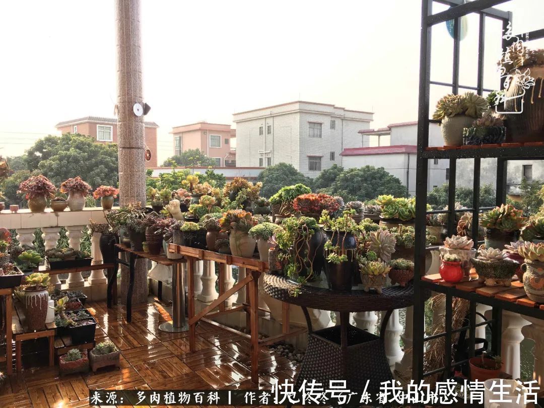 养多肉的路上患得患失，却依然如最初般热爱！