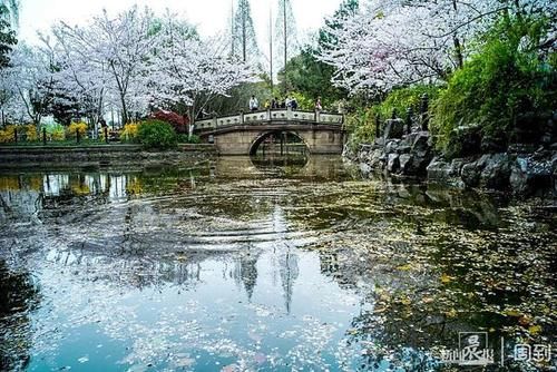 晨镜头|又是一年樱花季，赶紧来鲁迅公园邂逅一场樱花雨 | a5200