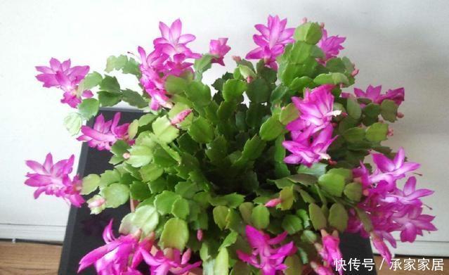 烂根|冬至后养花,记住4个口诀,花卉不黄叶、不烂根,新叶蹭蹭长