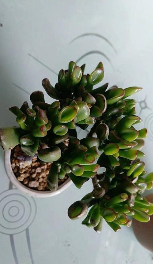 多肉吸财树发蔫怎么办？