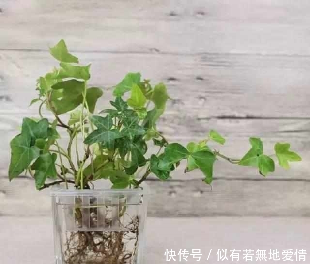 适合水培6种的植物,新手也不担心会养死,你会选哪种?