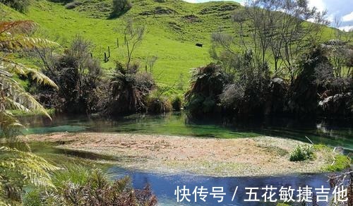 步道|打卡新西兰，北岛的这处“蓝泉”值得一来，还被誉为“天然氧吧”！