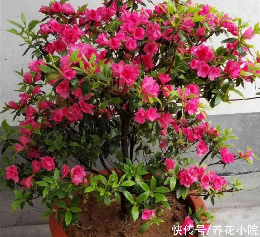 3种喜酸性的花，容易出现黄叶子，要勤浇“酸水”