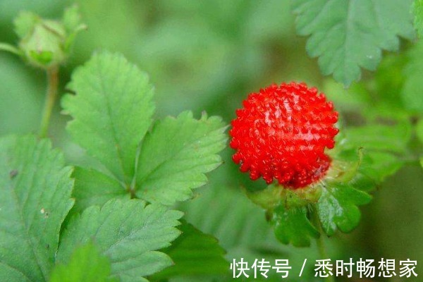 野果子|农村被嫌弃的“野草莓”，小时候摘了不敢吃，其实价值异常珍贵！