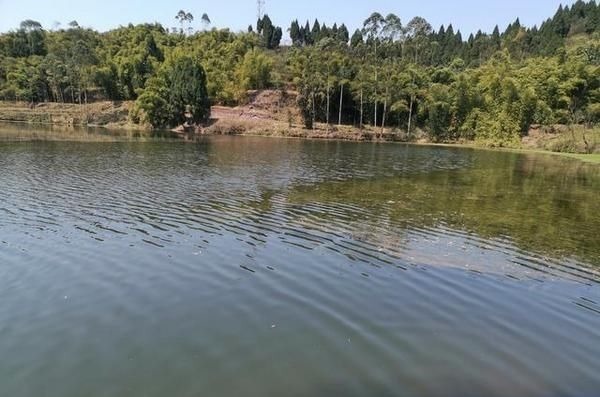 水库钓鱼被小鱼闹窝,钓友一怒之下用麦穗鱼钓鲫鱼,谁知竟连杆了