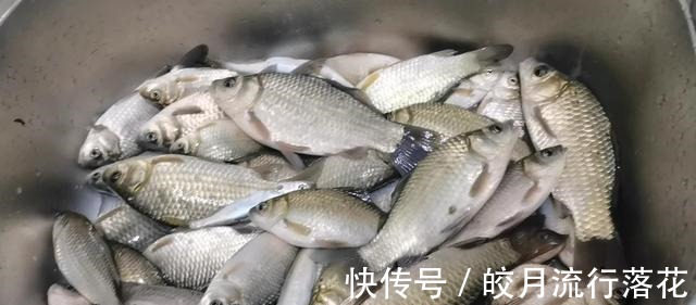 野生鲫鱼汤这么烧,汤鲜色白没有刺,宝妈们快收藏好!