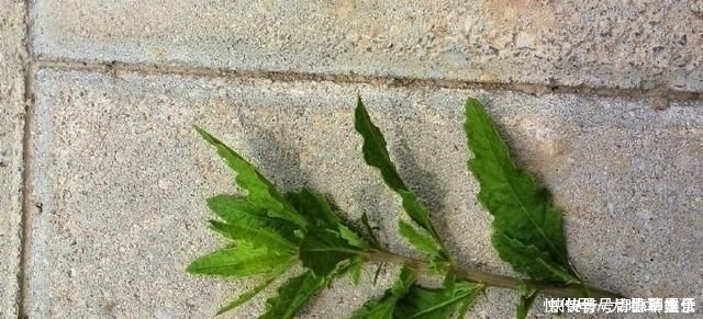 奇痒|得了“脚气”奇痒无比别慌,农村一常见野草,用它煮水帮您搞定