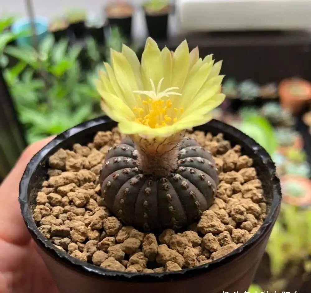 士童|误以为仙人掌很难开花,凑齐“4个条件”,开花一点不稀奇!