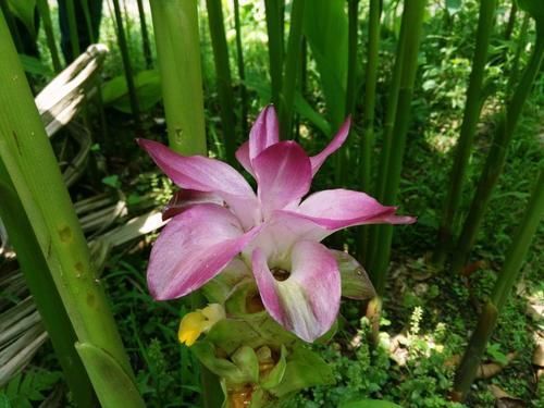 野外常见的1种漂亮花，开花仙气十足，遇到忍不住想带回家