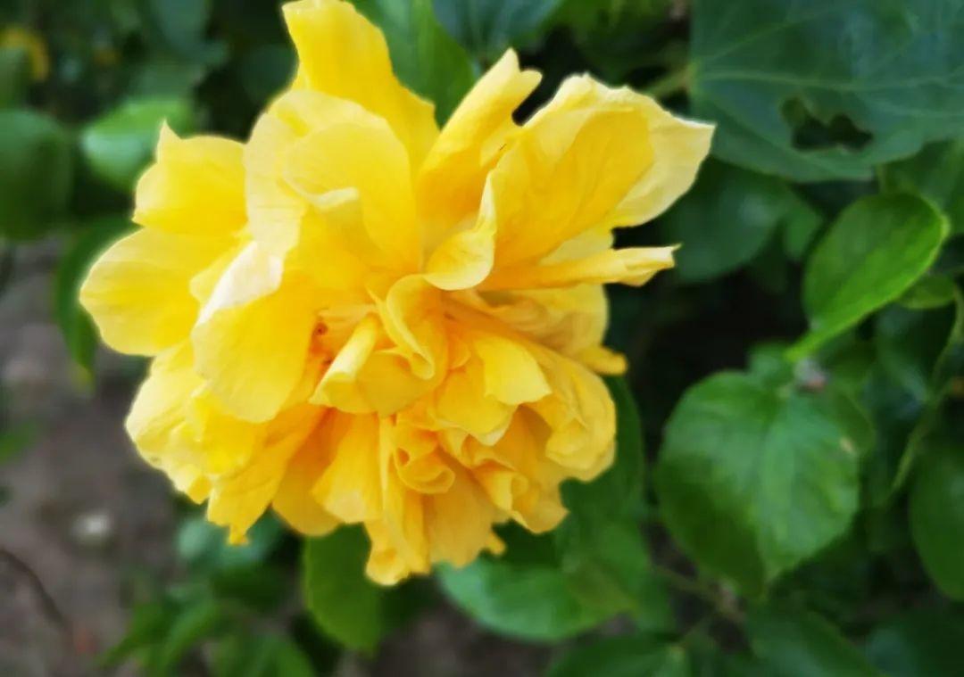 栀子花|最爱淋雨的花,下雨天搬出去,长得更好