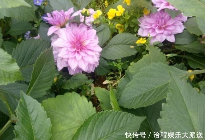 放在客厅比较有档次的几种花，一旦事业顺利，会越来越发！