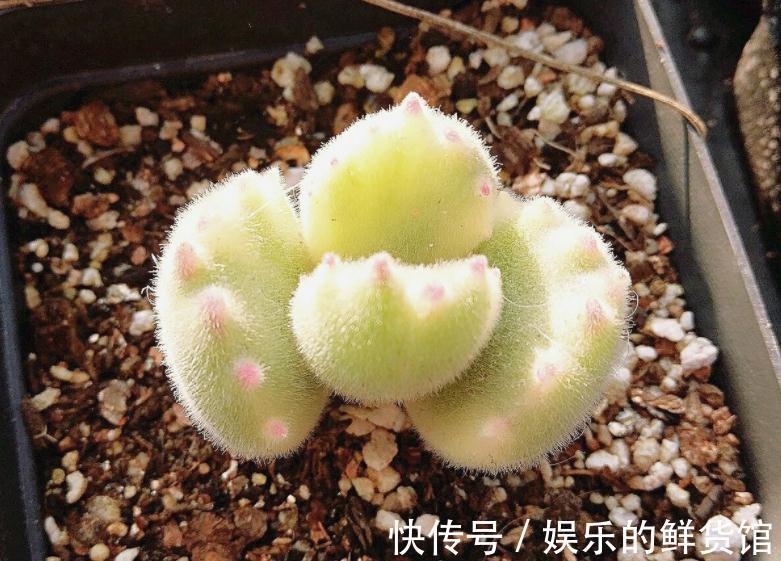 该怎么养好多肉植物白熊锦?抓住这些,长得肥肥胖胖,更漂亮