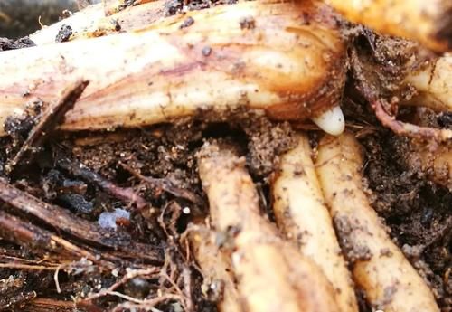 兰花叶芽与花芽的区别？虽然很好分辨，但是变化莫测