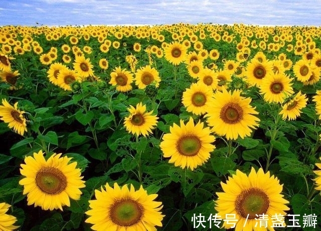 花序|自然界中有些植物的“花序”为什么不尽相同，其中有什么秘密？