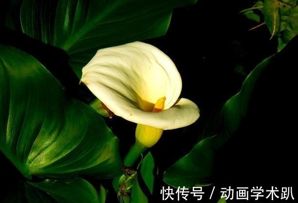 新局面|下礼拜,八方来喜,事业光明,邂逅旧爱,重启幸福,迎来新局面