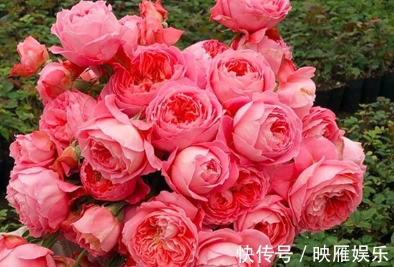 长花量|养花就养个花型好看的,花期长花量还很大,一种很好养活的品种