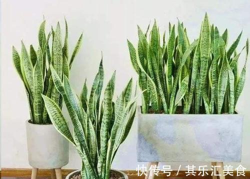 秋天虎皮兰的养护注意“4点”,叶片肥厚易爆盆