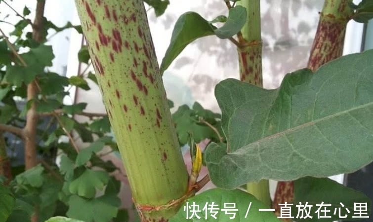 农村|农村一种像“甘蔗”的植物,砍了能当零食吃,是一味好药材价值高