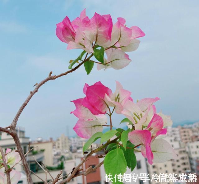 三角梅这些品种最勤花，一年四季开不停，花多得不见叶！