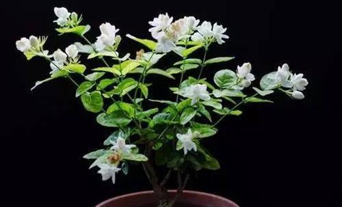 盆栽|茉莉花怎样养到爆茉莉花爆盆方法技巧