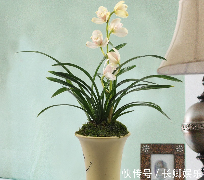 施肥|兰花施肥有讲究,跟老花匠学3招,花开爆盆