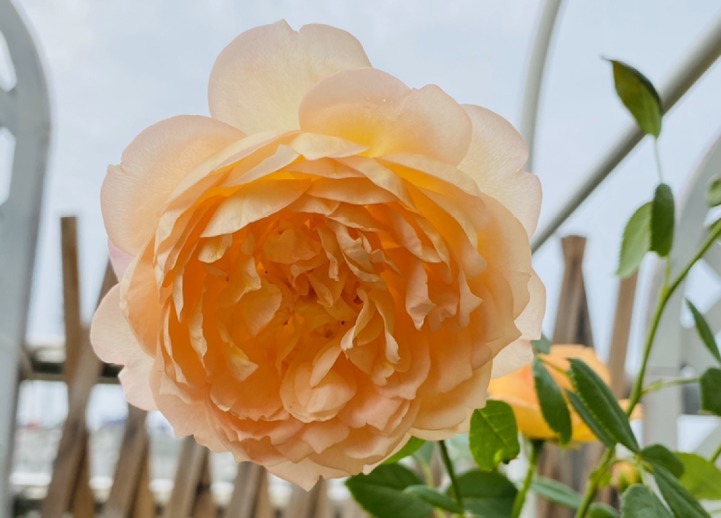 盘点最受欢迎的24种月季花，长得快、开花多，养了会上瘾！